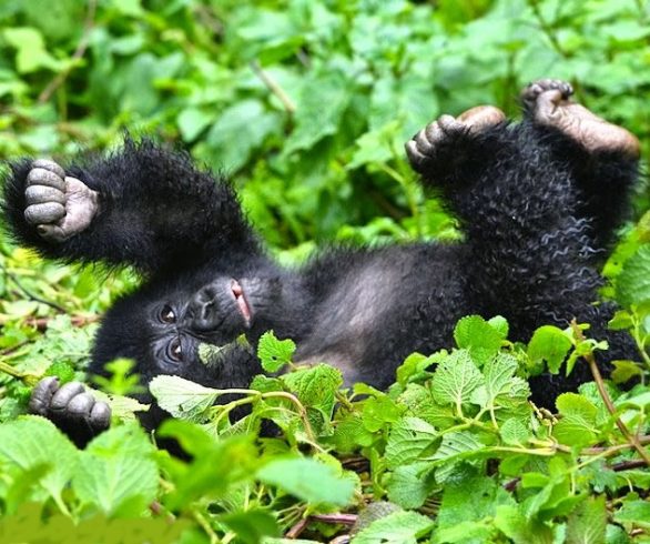 Gorilla Safaris in Uganda